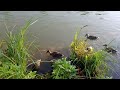 Hungry mallard ducks