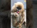 Cute golden snub-nosed monkey eating food.