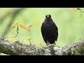 Filming and Photographing singing birds with the OM-1 Mk2 and the 150-400mm lens
