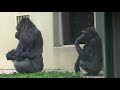 シャバーニと娘アニー  10  Dad Shabani & daughter Annie  gorilla