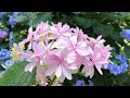 [Kamo Garden] The beautiful season of hydrangeas and begonias arrives in 2024