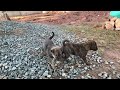 Dogs 🐶 cuteness 🐶😍#doglover #doglife #dogvideos