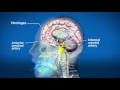 The science behind a brain freeze