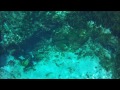 Cave Freediving - Alexander Springs swimthrough