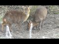 Muntjac Deer at Ladywalk Nature Reserve