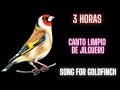 3 Horas Canto Limpio Jilguero Song For Goldfinch Carduelis Carduelis Chardonneret 2024