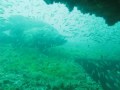 Goliath Grouper - Scuba Diving Clearwater Florida -  Tanks-A-Lot Dive Trips!