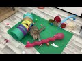 New Funny Animals 2024 🤣 Funniest Cats and Dogs 😻🐶 Part 6