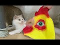 Funny Cats Are Afraid Of  Rooster Header Toy 😂