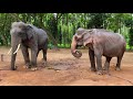 Sakrebyle Elephant Bathing Camp | Shivamogga India - Incredible Encounter Wild Elephants