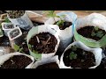 How to Plant Persimmon - Germinate persimmon from the seed