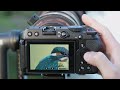 Photographing Kingfishers | Beginners Gear Guide | Wildlife Photography
