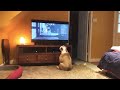 Bulldogs Frantically Warn TV Canine Of Danger in Classic Horror Scene