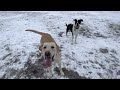 Snowy Dog Park Sesh