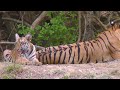 Tiger with 4 cubs at 