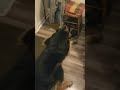 Raccoon plays with German Shepherd