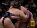 Sumo | National Geographic