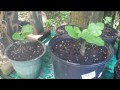 How To Grow Fruit Trees From Cuttings. By: Rick Gunter