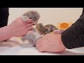 wait a minute! The kitten desperately resisting having its first nail clipped was so cute...