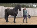 Friesian horses are unique in the way they interact with their Human Family Apollo loves to play 😆 🥳