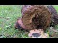 Making a beehive for bees