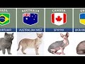 Cat Breeds From Different Countries