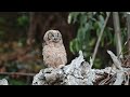 Great Horned Owlet alone on the stump