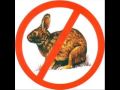 Aussie/Ozzy Fudd The Rabbit Slayer (Kill Da Wabbit)