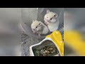 Funny Hamsters Videos | Funny and Cute Moment of the Animals #4