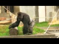 シャバーニの誇示行動　Shabani display