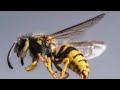 That’s A Wasp