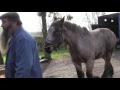 Hot shoeing a Belgian Draft Horse by farriers Ludo Daems and Stenn Schuermans