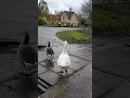 Ducks