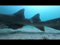 Eating Whatever I Catch Under this Saltwater Pier!