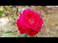 Surah Rahman Episode - 00254 By Qari Nadeem Yousuf | Sureh Rahman in Beautiful Voice|