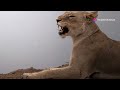 Wild Cats - Africa | Free Documentary Nature| Big Cats Of Africa |Full wildlife Documentary