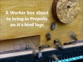 Bees coming and going With Pollen and Propolis