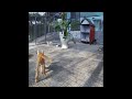 😅😹 Try Not To Laugh Dogs And Cats 😆😸 Best Funny Animal Videos 2024 # 24