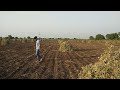 in the farm of : મગફળી