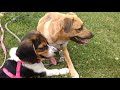 Watch this Jack/Shepherd become fast friends with this adorable Pocket Beagle puppy!