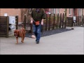 Loose Leash Walking - Taught Without Training Collars