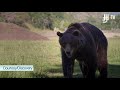 Discovery's 'Man Vs Bear' with 10-Month Old Bear Max & Casey Anderson (Exclusive)