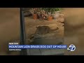 Mountain lion drags dog out of California home