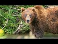 Animals & Wildlife 4K ULTRA HD - Relax with Nature & Soothing Music, Best Relaxation Music #12