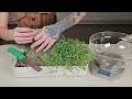 Grow Broccoli Microgreens with Cococoir at Home: Easy guide