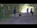 Teach dog to walk without pulling - Dog pulls on the leash