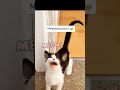 🤣 Funny Dog and Cat Videos 😺😂 Best Funniest Catss video 2024 😻🐶