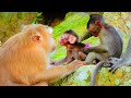 Monkey Rose Does Care For Baby Brady? | Real Primate