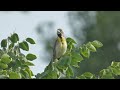 chant du dickcissel d'Amérique