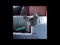 Furry Follies - Funny Pet Video Compilation - 2018